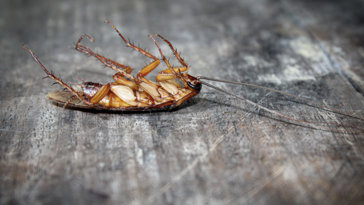 Dead cockroach on floor