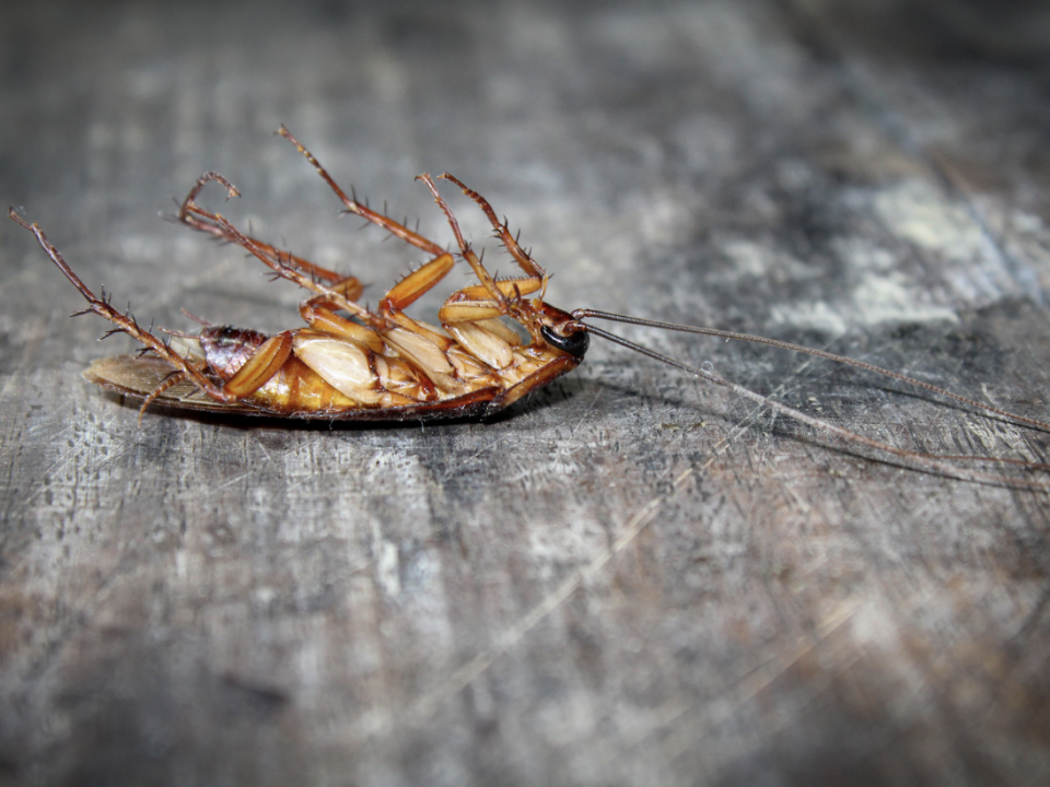 Dead cockroach on floor