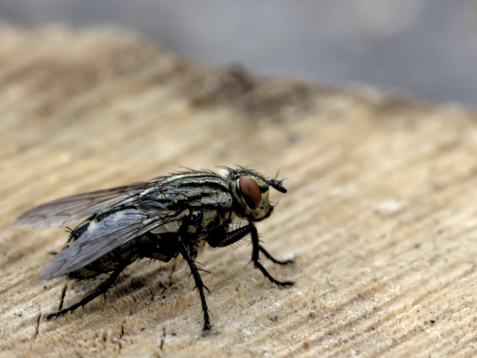 House fly